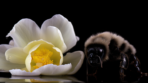 Bumblebee Nectaring on a White Flower