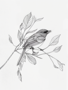 Black and White Sketch of a Bird on a Branch