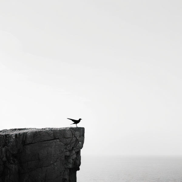 Bird Perched on a Cliff Overlooking the Ocean